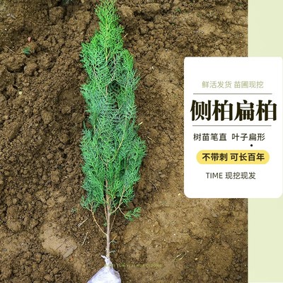 侧柏叶树苗新鲜塔柏松柏扁柏树苗
