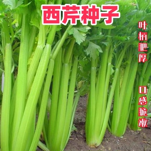 易种西芹蔬菜庭院阳台盆栽家庭种植香味浓细种籽 小香芹种子四季