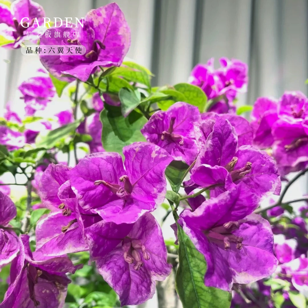 六翼天使三角梅盆栽勤花老桩室内外爬藤植物红梅花卉四季开花好养,鲜花速递/花卉仿真/绿植园艺,时令草本花卉,淘宝优惠券,粉丝福利购,淘宝优惠卷