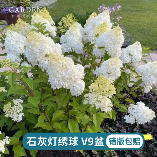 石灰灯圆锥绣球花苗阳台庭院花卉
