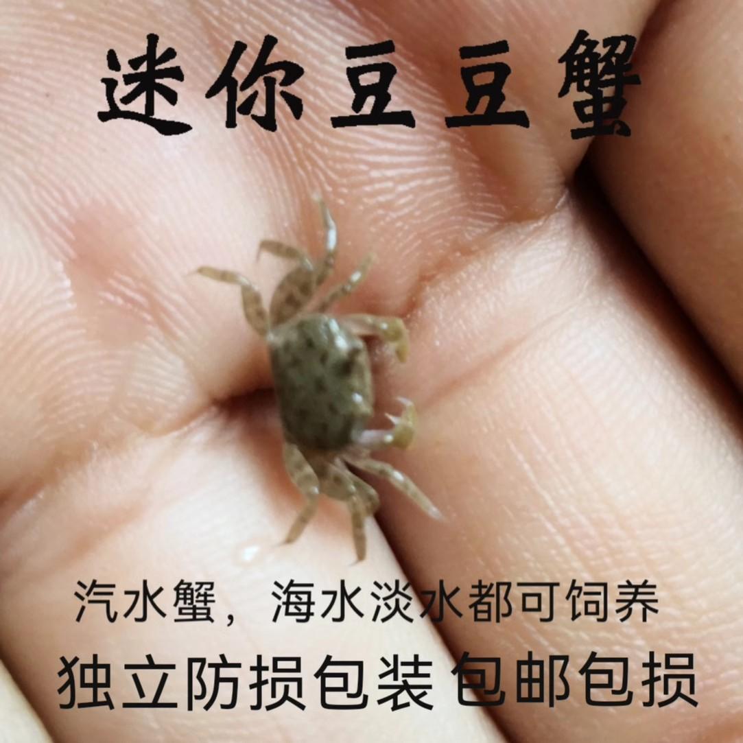 豆豆蟹白爪迷你辣椒蟹网红桌面爬宠易养水族观赏蟹过年夜市摆摊蟹