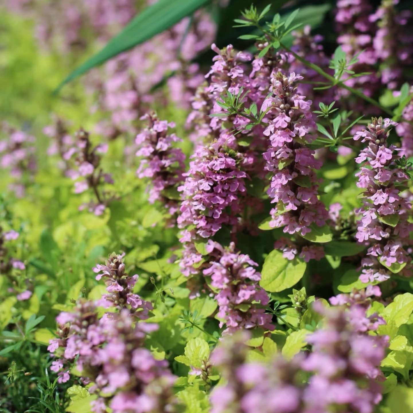 金叶粉花筋骨草黄金灯盆栽庭院