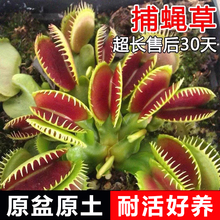 捕蝇草盆栽苗猪笼草植物食人花扑蝇草捕虫草驱蚊花卉食人鱼客厅
