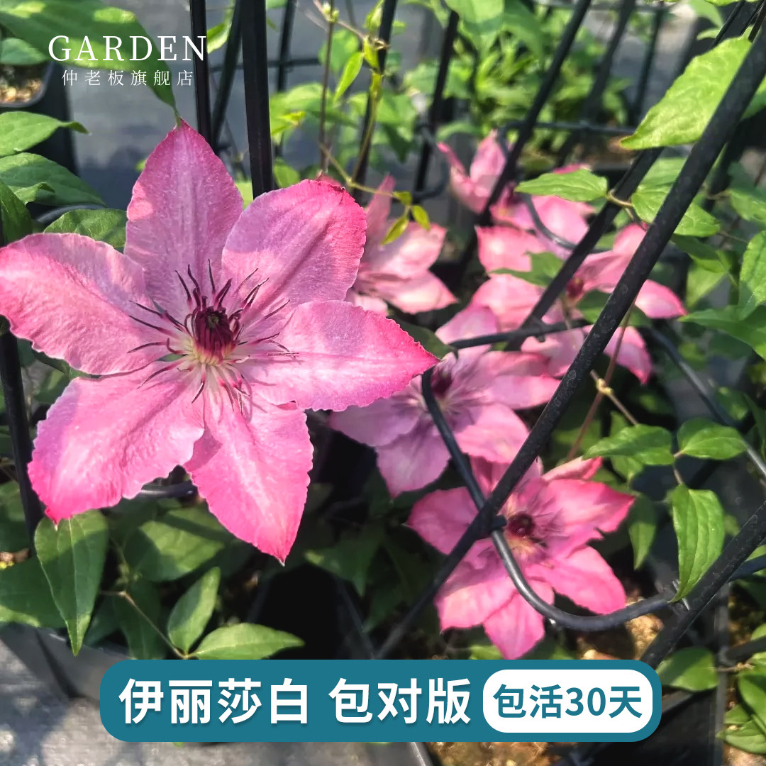 铁线莲约瑟芬新幻紫幸运符昼天使乌托邦庭院花园盆栽爬藤花卉植物