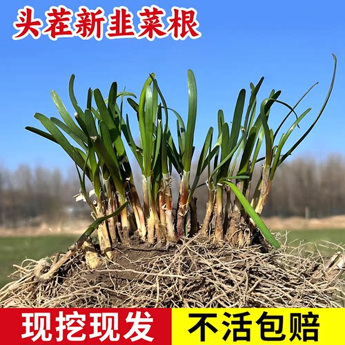四季韭菜根苗阳台庭院种植韭菜苗