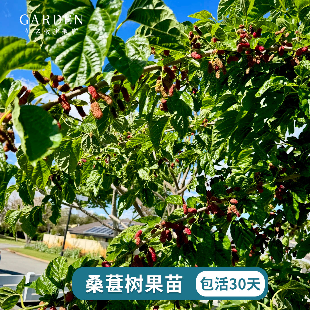 桑树苗桑葚树苗果树苗台湾四季长果大果桑葚苗无籽大十嫁接白珍珠