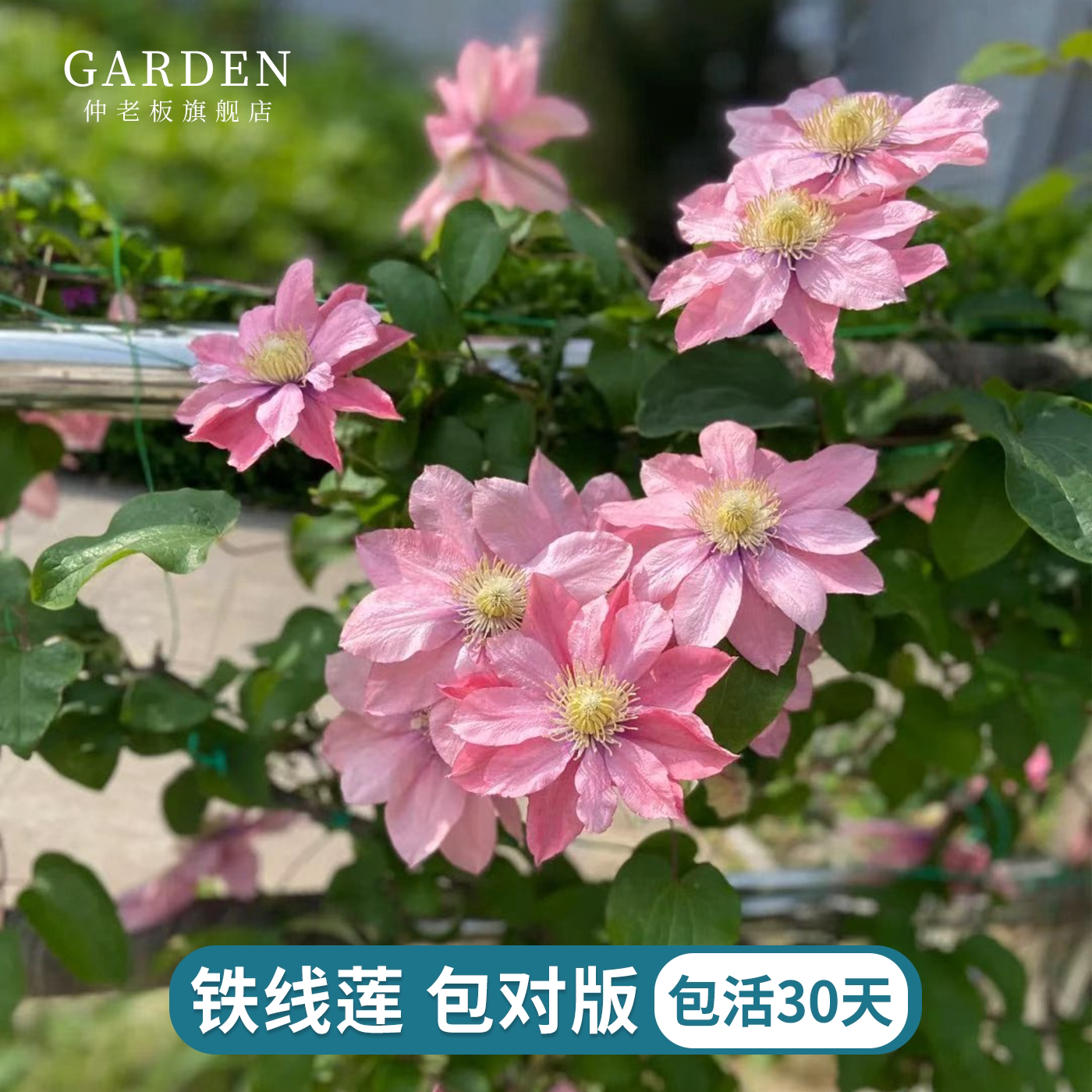 铁线莲爬藤植物庭院阳台绿植花卉重瓣大花易活耐寒浓香多季节开花