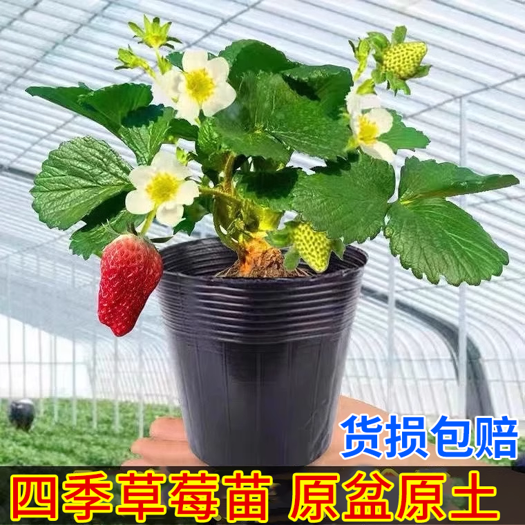 草莓苗秧盆栽四季结果丹东红颜