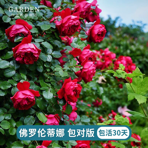 佛罗伦蒂娜月季花苗绿植室内盆栽