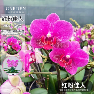 红粉佳人蝴蝶兰花苗带花剑带花苞盆栽兰花大苗客厅室内植物年宵花