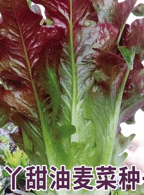 紫丫甜油麦菜种子丫丫开红油麦阳台盆栽油麦菜籽四季易种蔬菜种孑