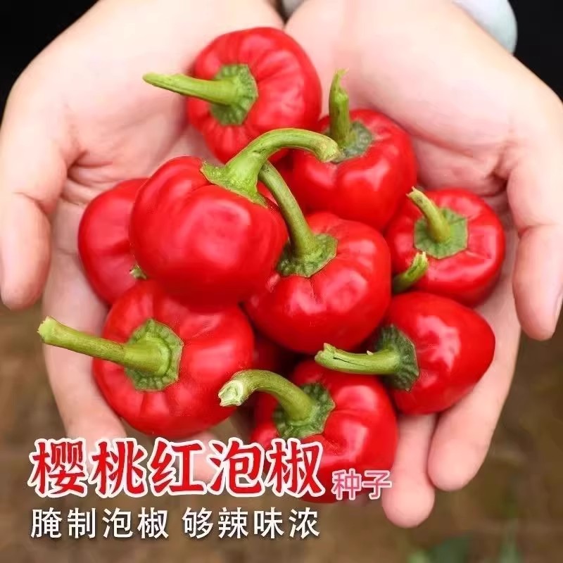 樱桃红泡椒种子灯笼泡椒坛子