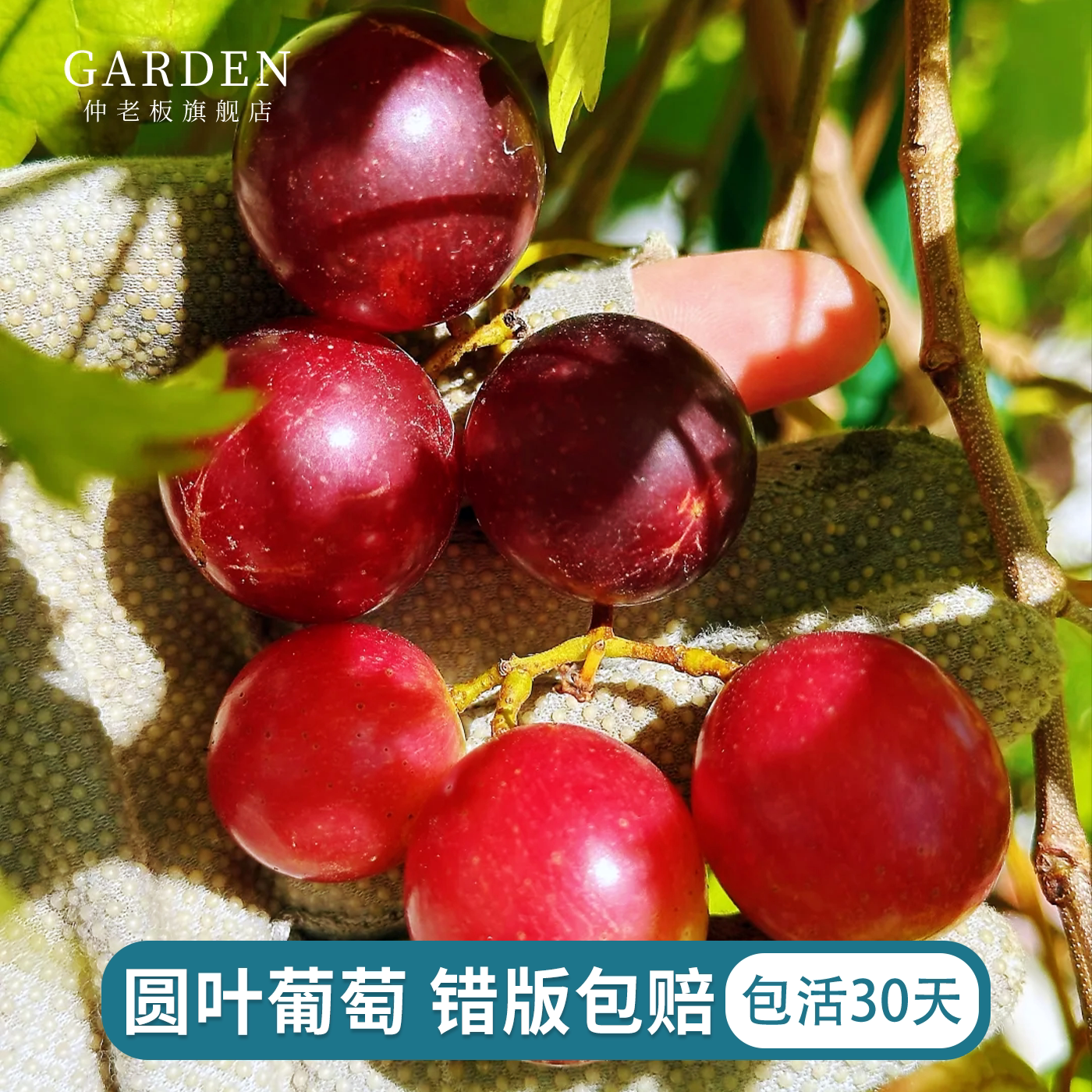 圆叶葡萄苗红宝石格威尔保尔克至尊盆栽果树爬藤耐热易养护果树苗