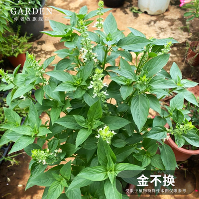 食用九层塔盆栽金不换苗罗勒盆栽