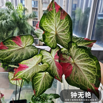 彩叶芋盆栽大球观叶植物好养活