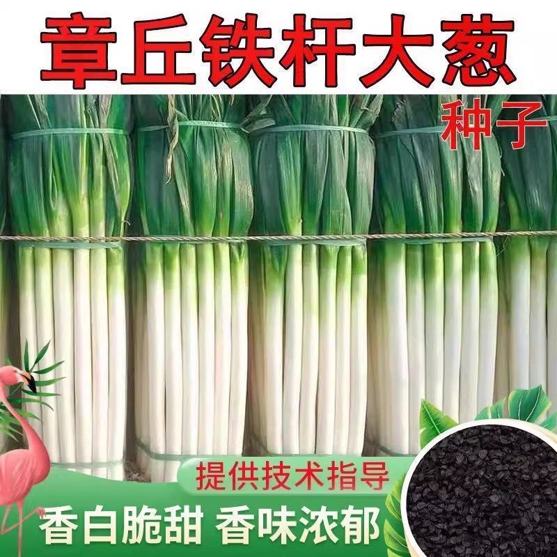 正宗山东章丘大葱种子丰四季葱种