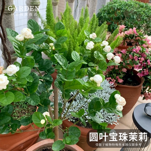 圆叶宝珠茉莉重瓣多季开花老桩独杆花苗阳台花正宗宝珠茉莉芳香花