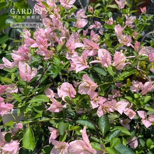 婆罗洲樱花三角梅盆栽大苗重瓣勤花老桩室内室外爬藤植物多季开花