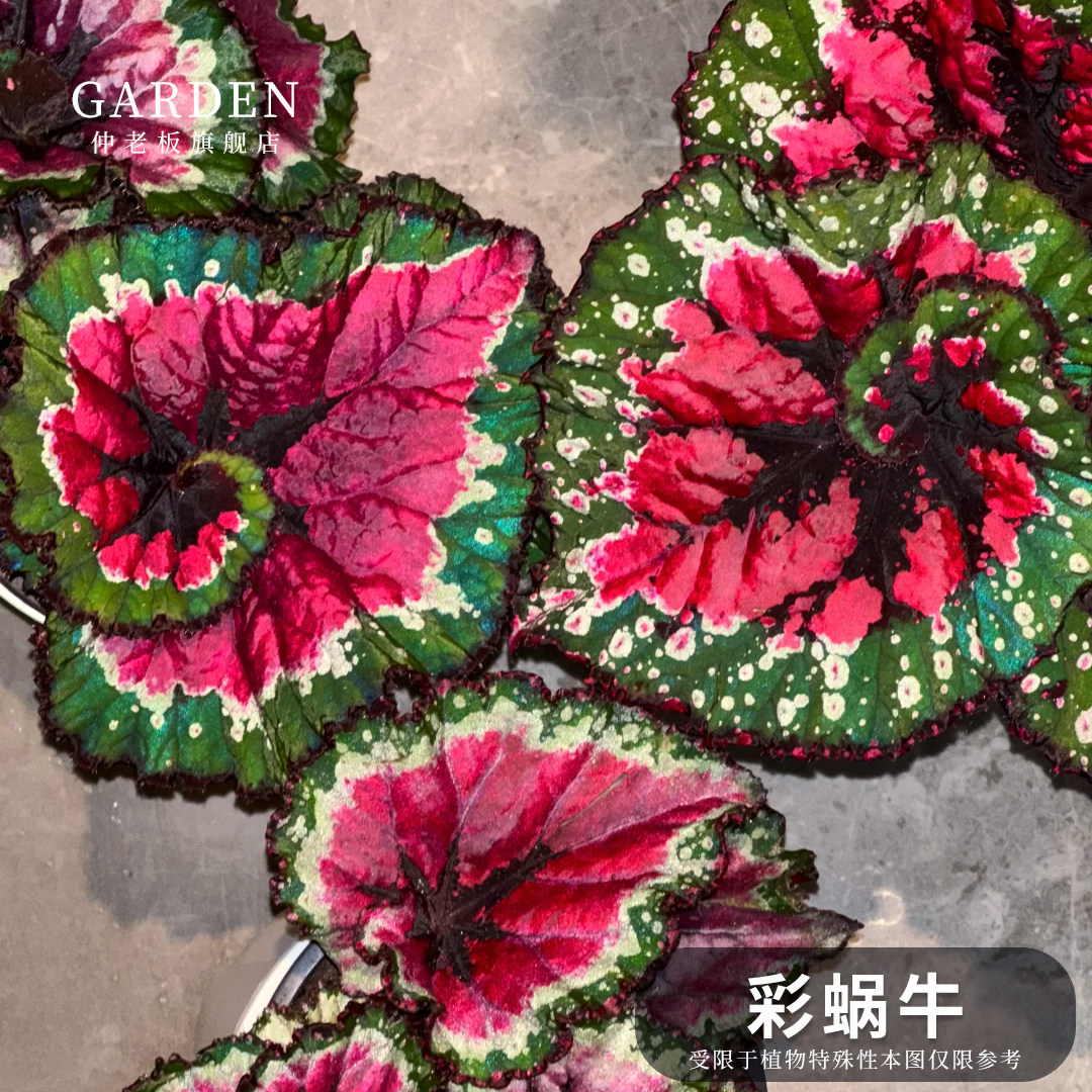 彩蜗牛秋海棠蟆叶类室内耐阴红色绿植办公室绿植花卉盆栽观叶植物