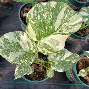 白锦龟背竹洒金龟背竹锦化植物荷兰日本进口白龟切苗好养新手适合