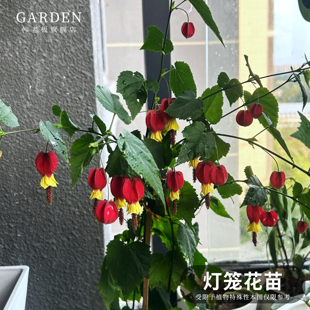 灯笼花苗盆栽带花苞倒挂金钟阳台图片