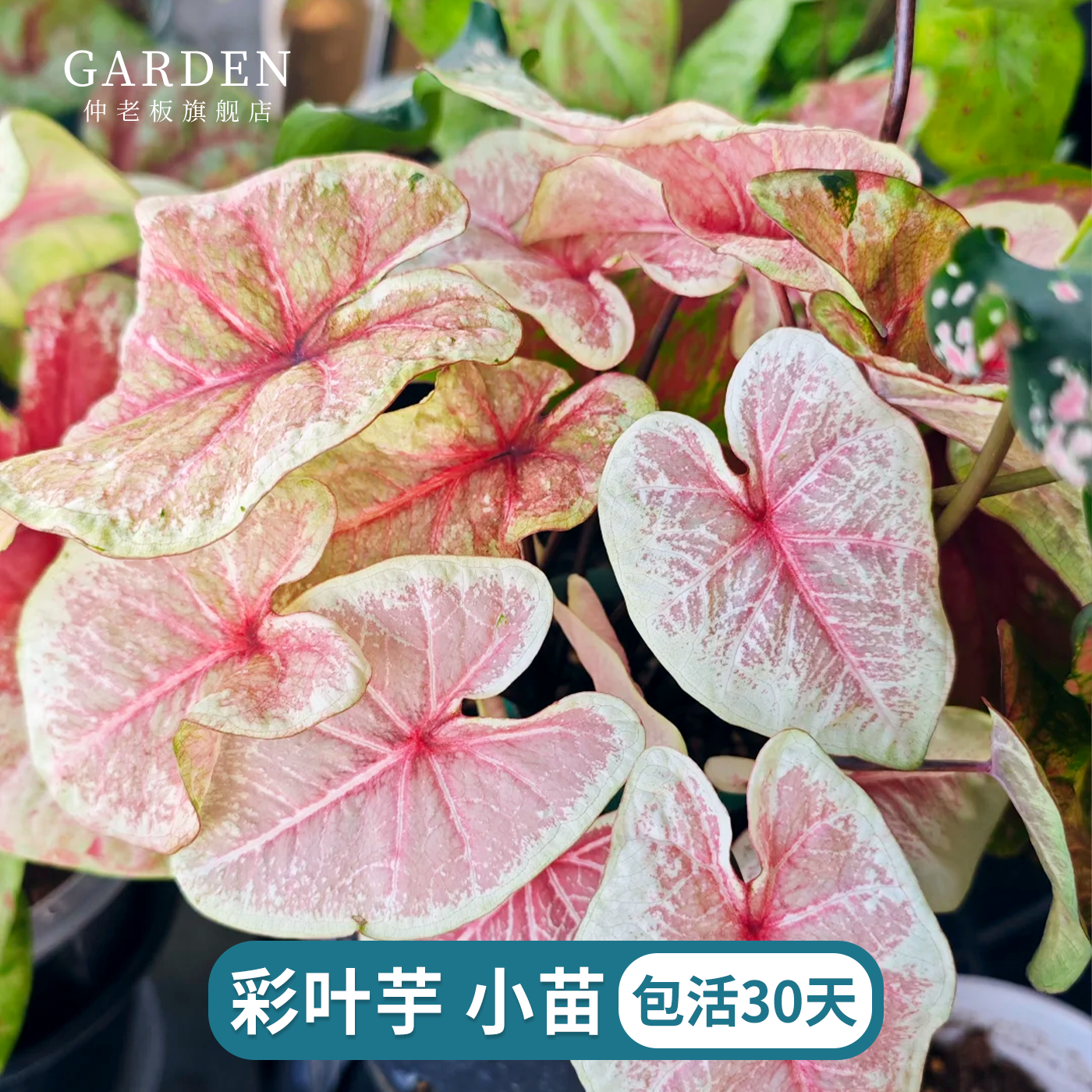 彩叶芋小苗穴盘苗植物室内夏季阳台绿植室内盆栽热植竹芋类好养活