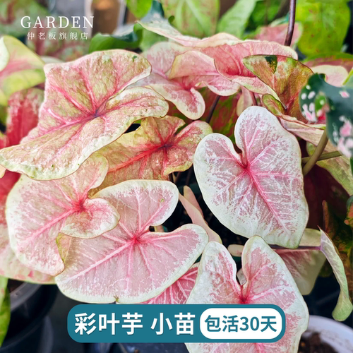 彩叶芋小苗穴盘苗植物盆栽热植