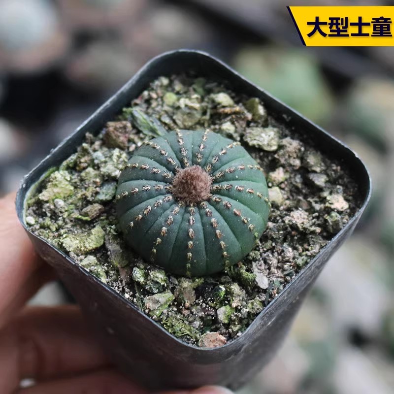 大型士童实生仙人球稀有美观开花