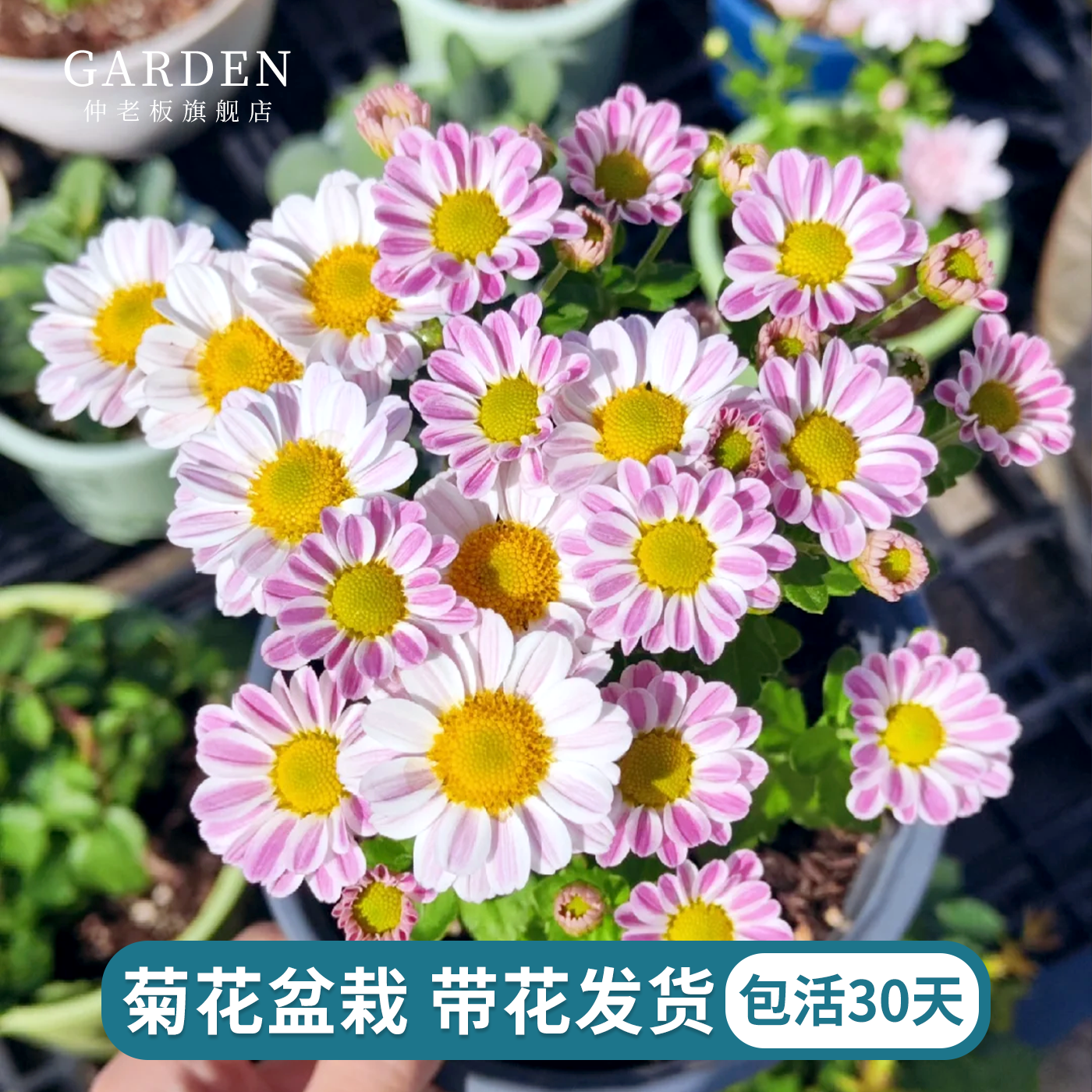 菊花盆栽带花苞荷兰菊大苗四季花阳台庭院耐寒耐热小雏菊花卉绿植