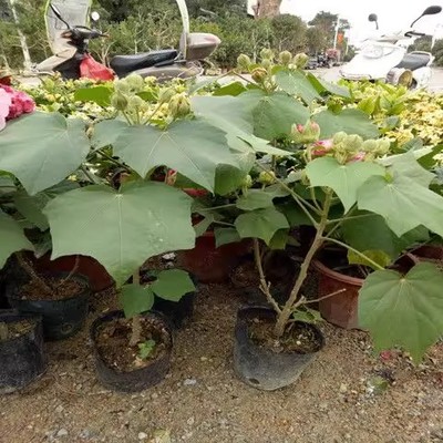 当年开花盆栽重瓣醉芙蓉花苗