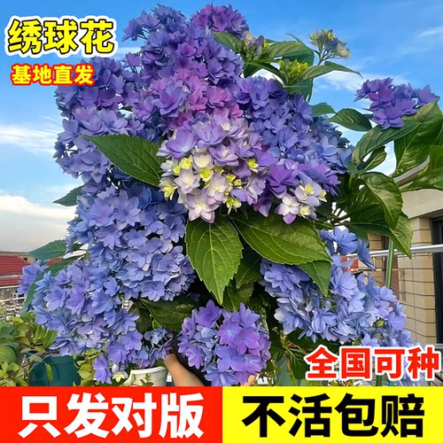 绣球花苗盆栽花卉植物室内好养
