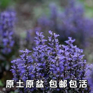 姬十二单筋骨草盆花卉盆栽山野草花苗盆栽紫色花海阳台庭院耐寒