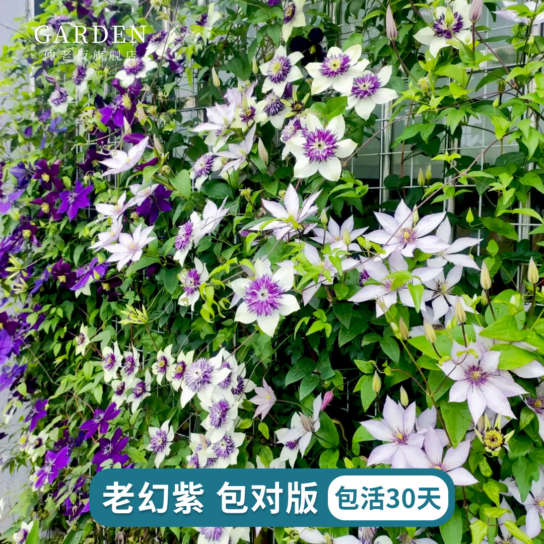 铁线莲约瑟芬新幻紫幸运符昼天使乌托邦庭院花园盆栽爬藤花卉植物