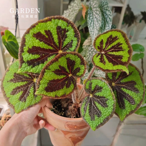 美纹 秋海棠网红ins风绿植盆栽室内阳台花卉进口观赏植物好养耐阴 - 封面