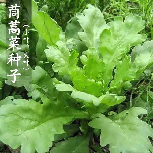 大叶茼蒿小叶茼蒿种子种籽光杆菜