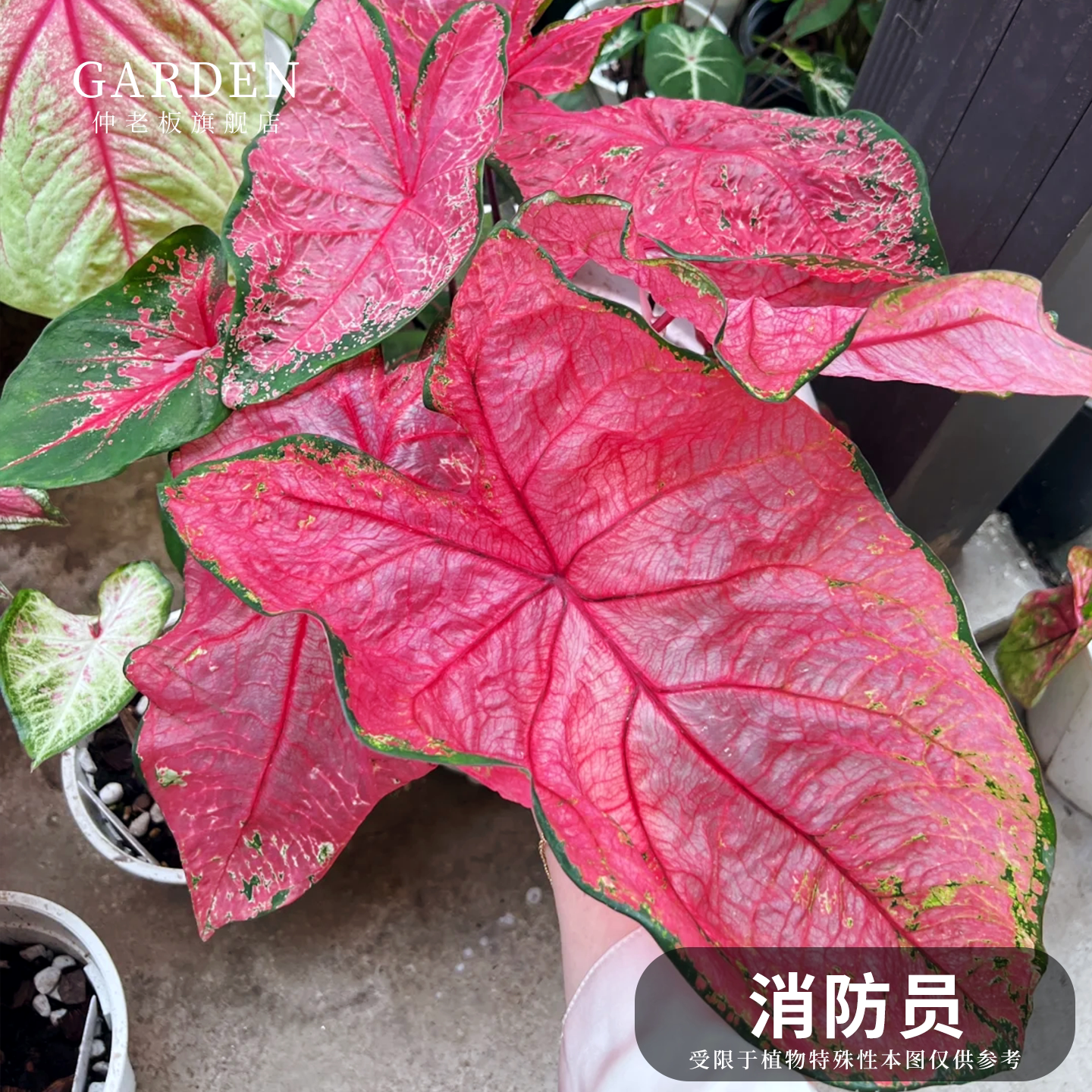 彩叶芋盆栽大球观叶植物好养活图片