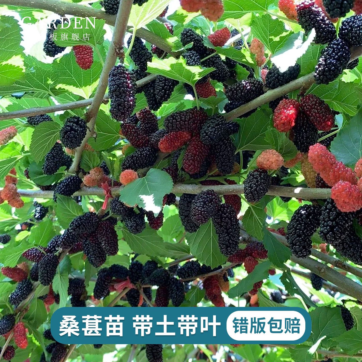 桑葚果树苗正宗四季台湾长果桑苗鲜食新品种苗阳台庭院南北方种植