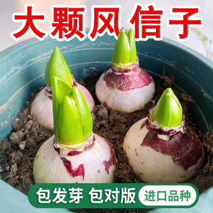 风信子种球水培套装四季水养郁金香花卉室内耐寒土培绿植秋冬盆栽