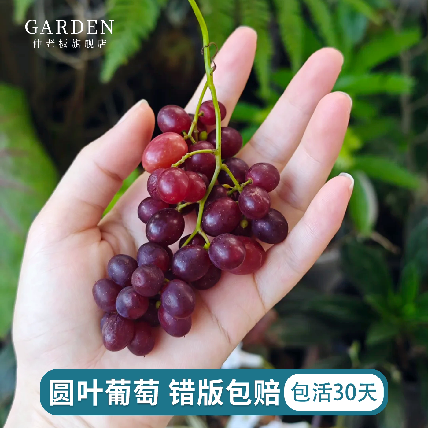 圆叶葡萄苗红宝石格威尔保尔克至尊盆栽果树爬藤耐热易养护果树苗