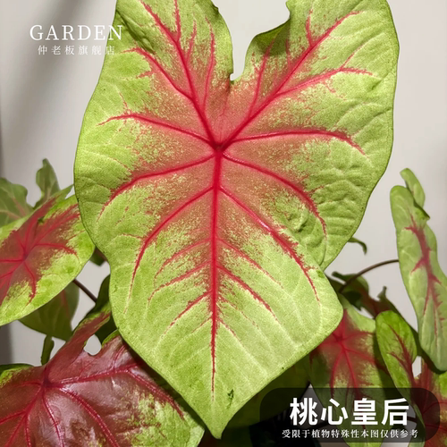 彩叶芋盆栽大球观叶植物好养活