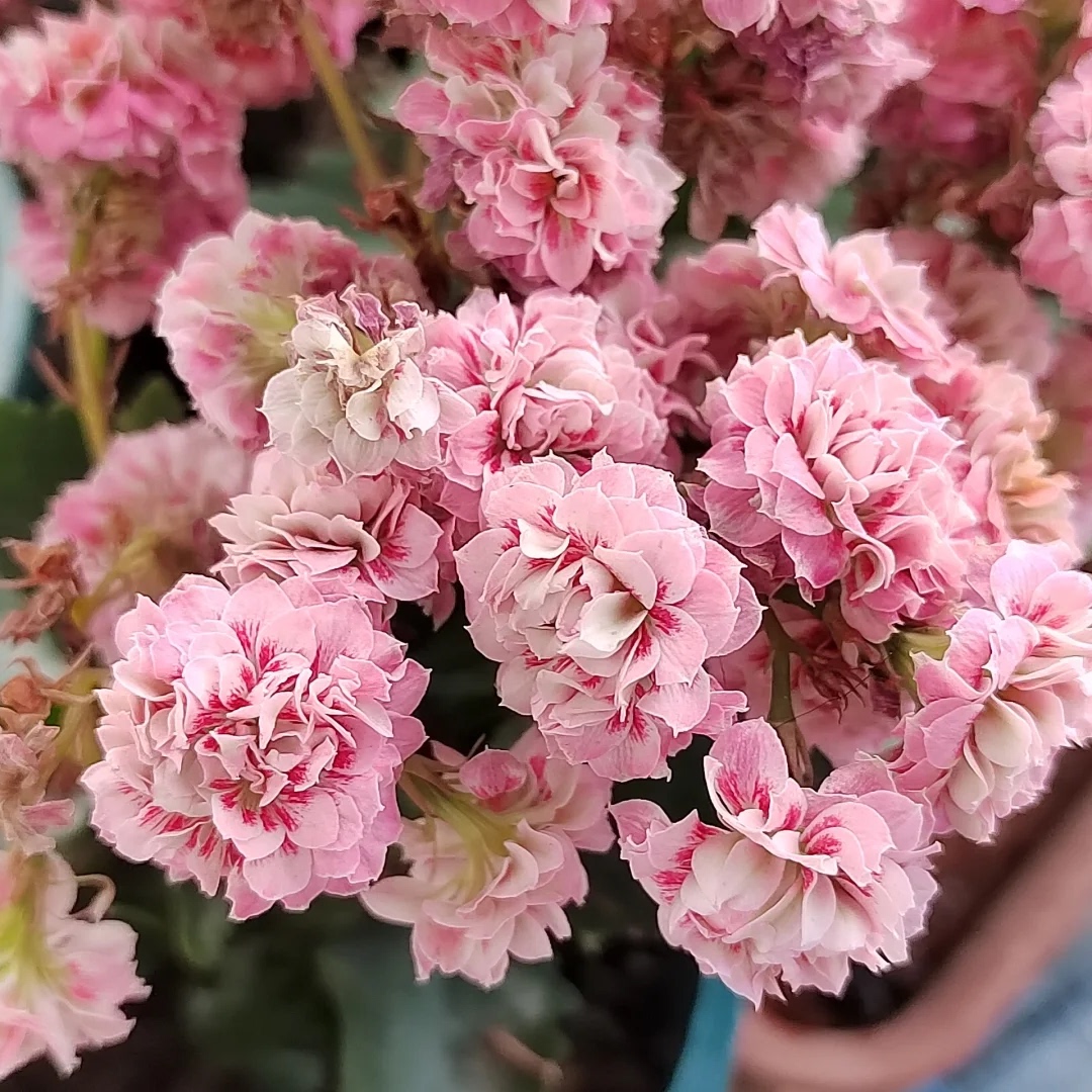 玄女猫眼长寿花苗大花粉色