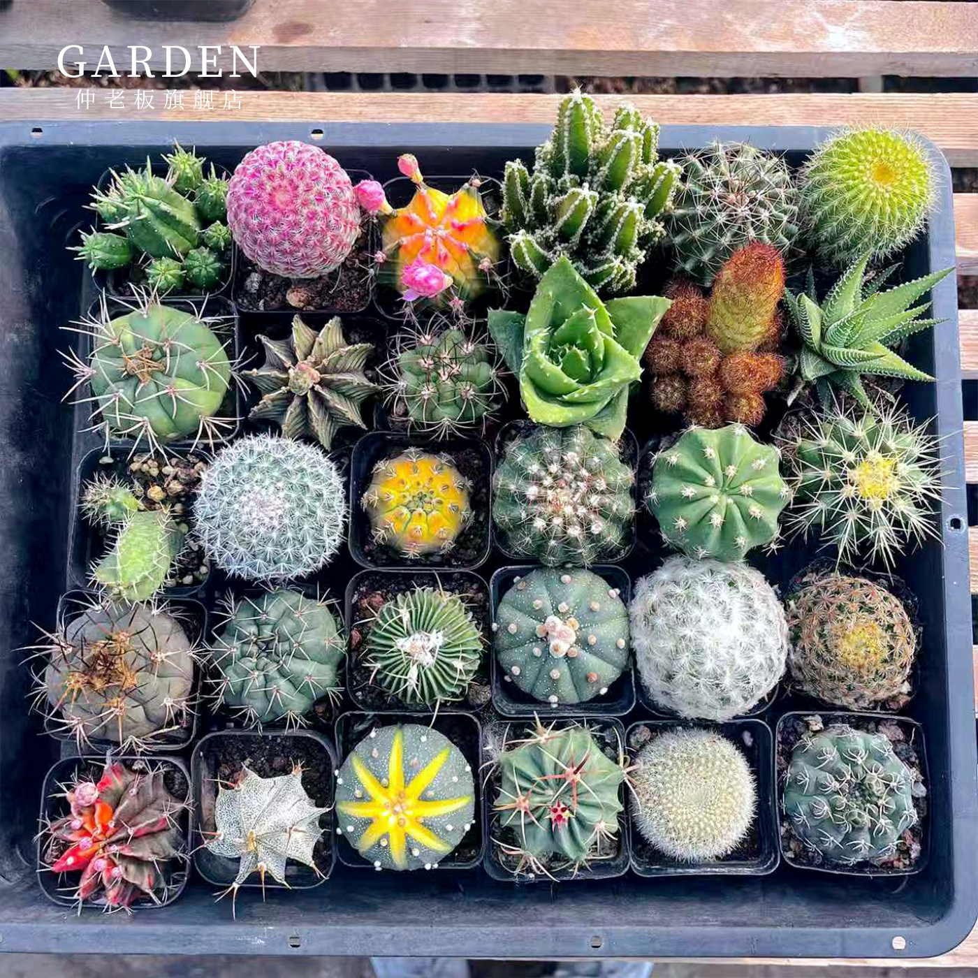 仙人球盆栽绯花玉容易开花好活图片