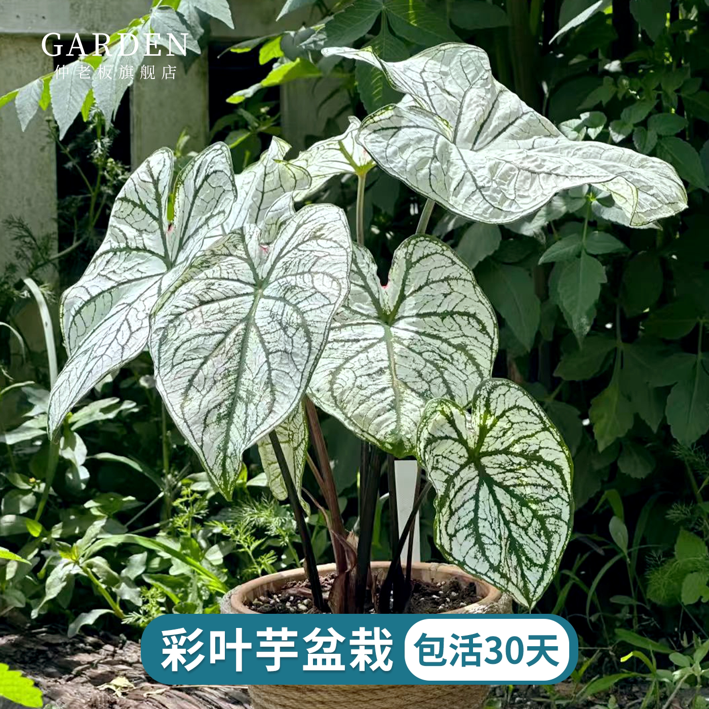 彩叶芋盆栽大球观叶植物好养活图片