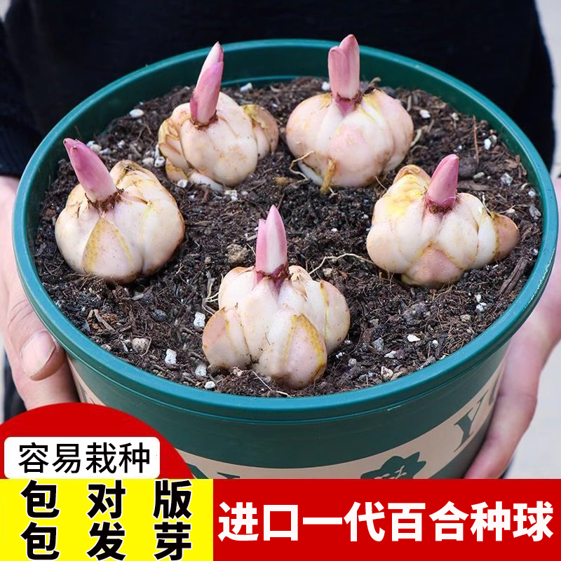 进口亚洲百合种球带盆耐寒百合花