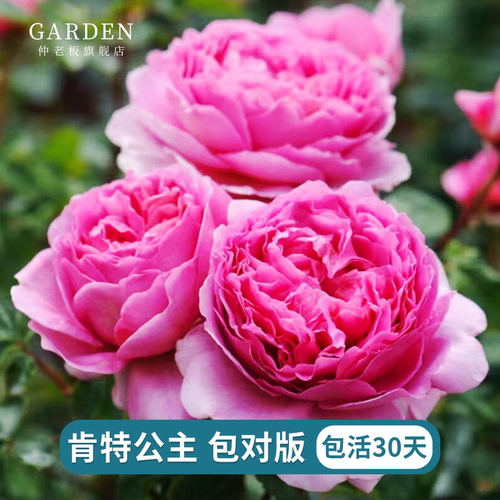 肯特公主月季花苗勤花大花