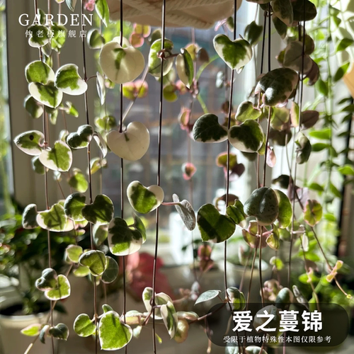 爱之蔓锦垂吊多肉植物室内多肉