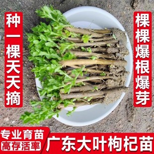 枸杞树苗大叶食用枸杞叶苗子树苗种绿植菜苗室内阳台盆栽四季植物