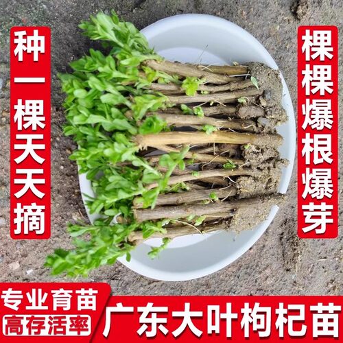 枸杞树苗大叶食用枸杞叶苗子树苗