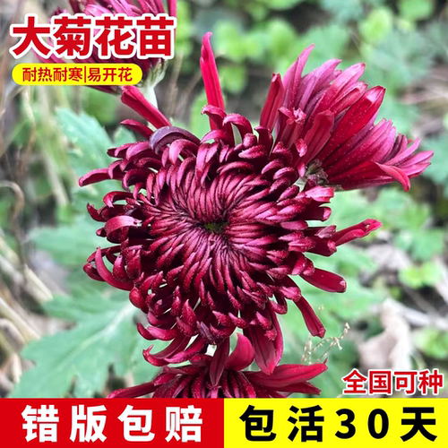 大菊花苗独本菊多年生宿根花苗
