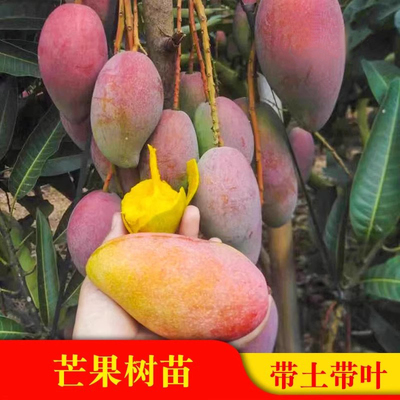 芒果苗金煌台农桂七四季芒红贵妃
